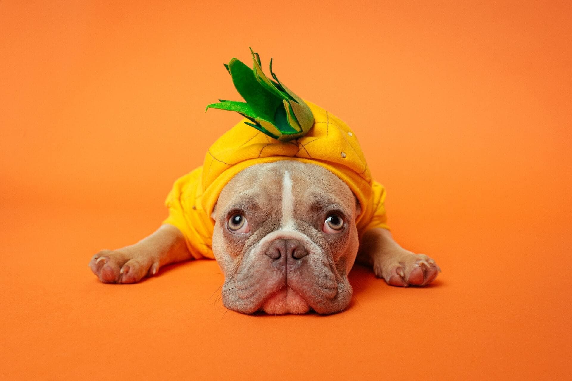A cute, sad little dog dressed line a pineapple